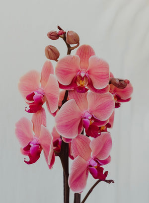 
                
                    Cargar imagen en el visor de la galería, Orquídea en maceta
                
            